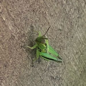 Meet your Posher, Brandy